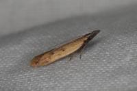Dichomeris acuminata