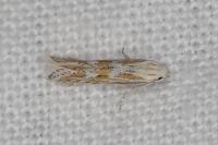 Ptocheuusa paupella