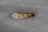 Tinea basifasciella