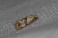 Phalonidia contractana