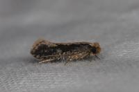 Monopis crocicapitella
