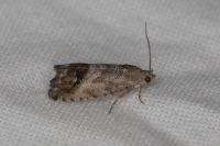 Cydia splendana