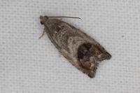 Cydia splendana