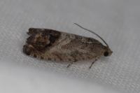 Cydia splendana