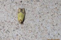 Agapeta zoegana