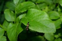 Nemophora associatella