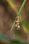 Epermenia scurella
