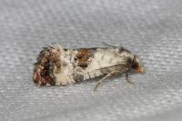 Neocochylis hybridella