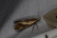 Harpella forficella