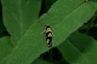 Lampronia rupella
