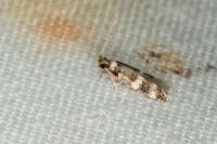 Apatema proteroclina