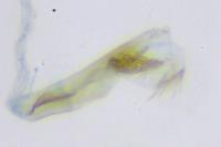 Apatema proteroclina