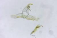 Apatema proteroclina