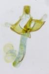 Coleophora ochrea