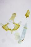 Coleophora ochrea