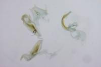 Stenoptilia zophodactyla