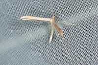 Stenoptilia zophodactyla