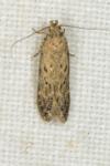 Scrobipalpa nitentella