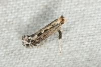 Parornix torquillella