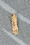 Scrobipalpa ocellatella