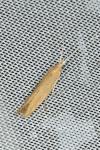 Coleophora saxicolella