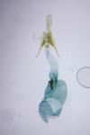 Scrobipalpa nitentella