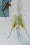 Scrobipalpa nitentella