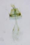 Parornix torquillella