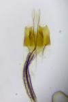 Coleophora saxicolella