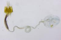 Coleophora saxicolella