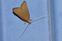 Eurodachtha pallicornella