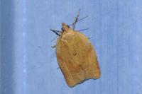 Clepsis consimilana