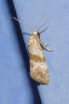 Phalonidia contractana