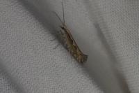 Plutella xylostella