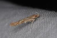 Pyroderces argyrogrammos