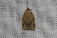 Clepsis