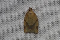 Clepsis