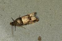 Notocelia incarnatana