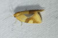 Zelotherses ferugana