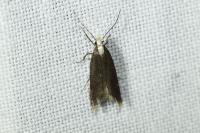 Aroga flavicomella