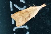 Dichomeris derasella
