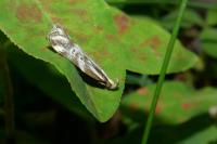 Orophia denisella