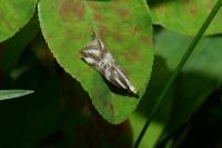 Orophia denisella