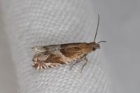 Ancylis comptana