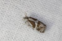 Eidophasia hufnagelii
