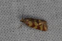 Aethes rutilana