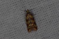 Aethes rutilana