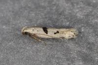 Mirificarma cytisella