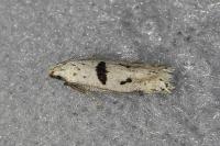 Mirificarma cytisella