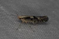 Argyresthia conjugella